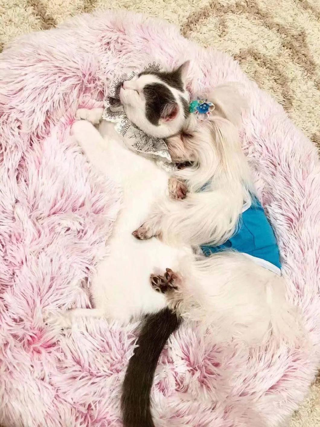Donut Cat Bed, Faux Fur Dog Beds for Medium Small Dogs