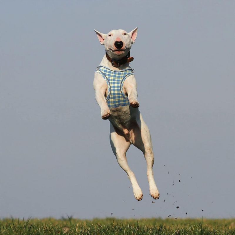Perfect for Walking Running Dog Harness Vest and Dog Leash