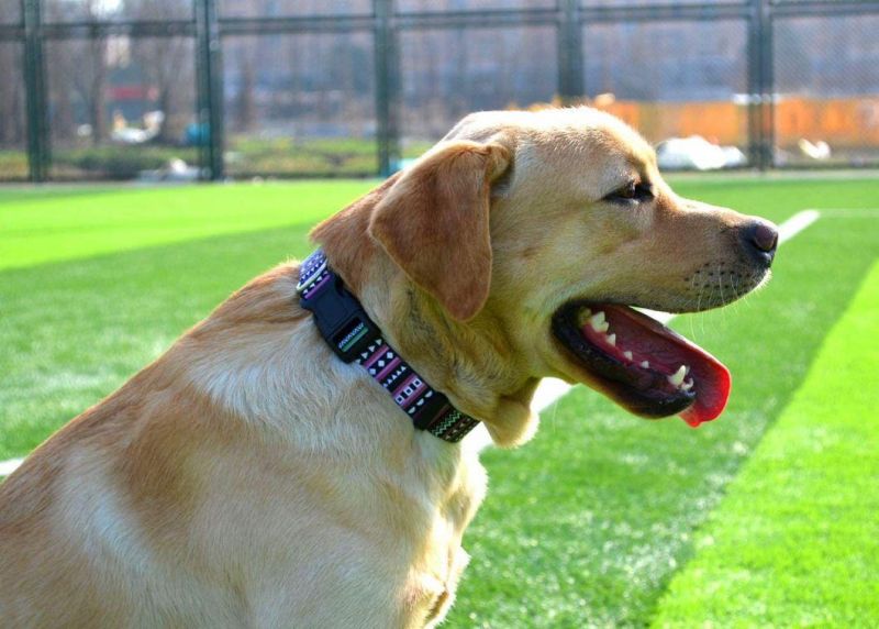 Fashion Design Custom Wholesale Dog Collar