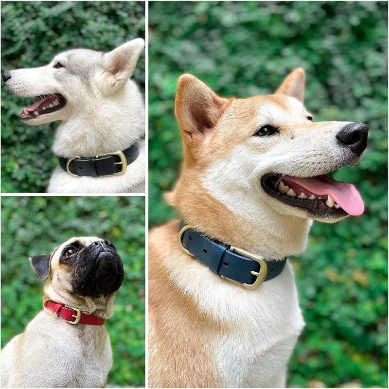 Sturdy Waterproof Dog Collar with Multiple Colors