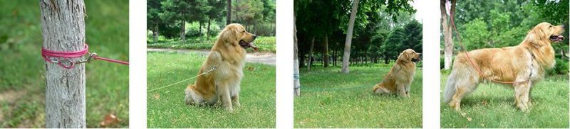 10FT Long Dog Tie out Cable Weather-Proof Galvanized Steel Wire Rope