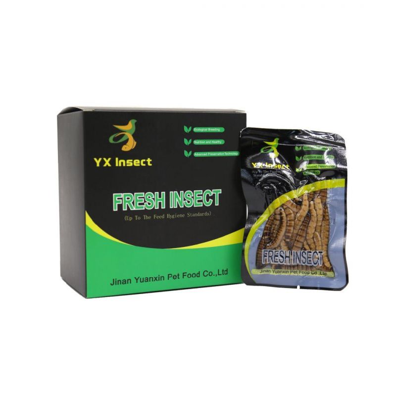 High Protein Fresh Superworm for Fish Feed Arowana Food