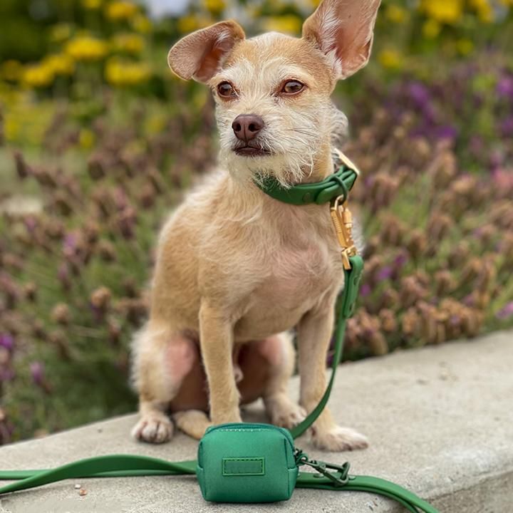 Waterproof Everyday Dog Collar Leash with Poo Bag Holder