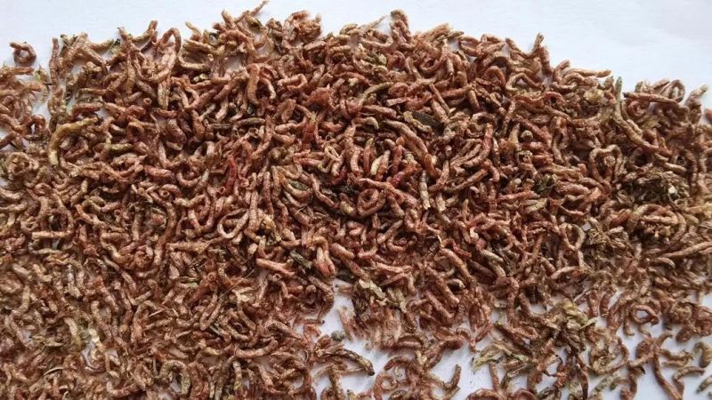 Fd Bloodworm Feeding for Aquarium Fish