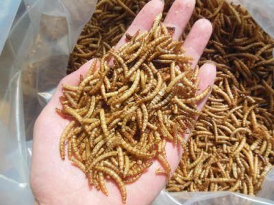 Petstrong Mealworms for Poultry/Hamster Feed