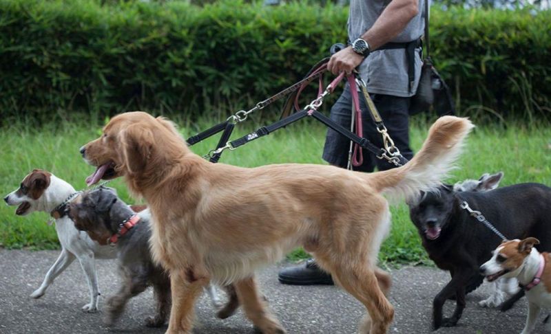 Double Dog Leash with Padded Handle with Non-Tangle Design for Two Dogs