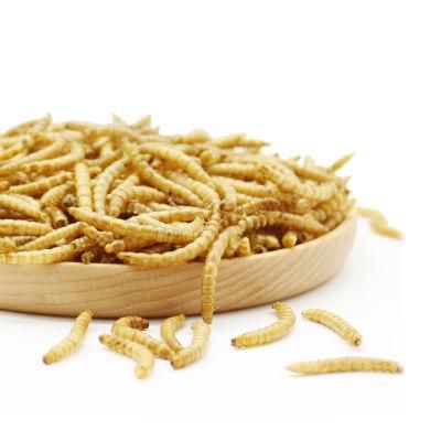 Wholesale Mealworm Dried Healthy Hamster Bird Food