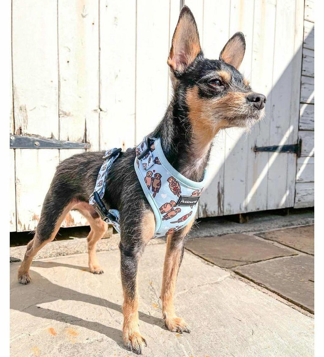 Reversible Dog Harness Double Size Printing Dog Harness China