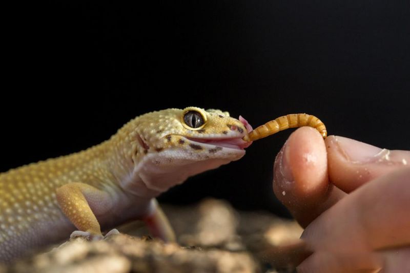 Dried Mealworms for Wild Birds/Fish/Pets/Chicken Feed