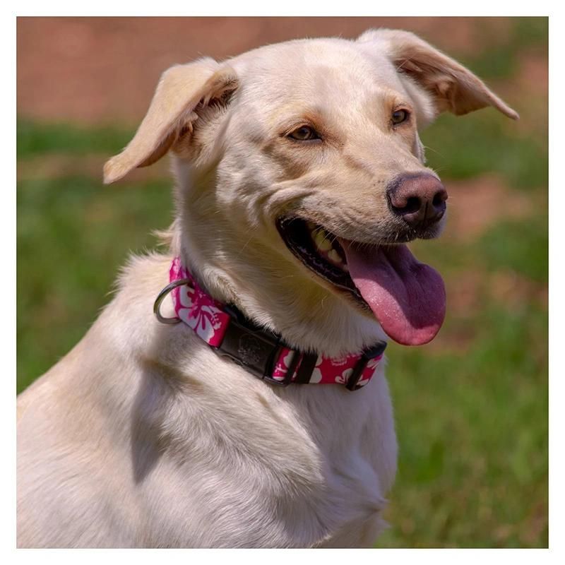 Premium Adjustable Neoprene Plastic Buckle Dog Collar