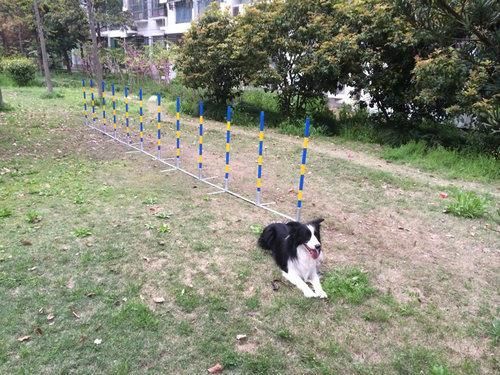 Pet Dog Agility Dog 12 Weave Pole (GW-DT10)