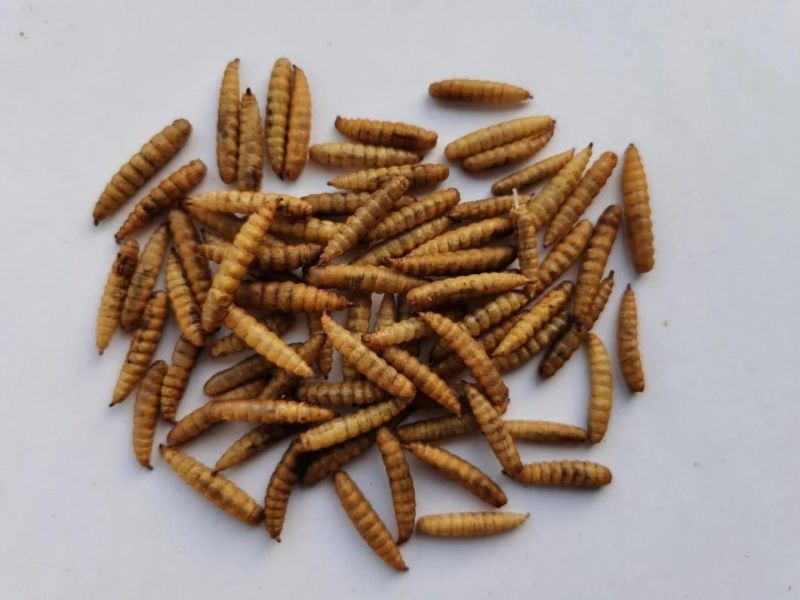 Chinese Dried Black Soldier Fly Larvae (BSFL)