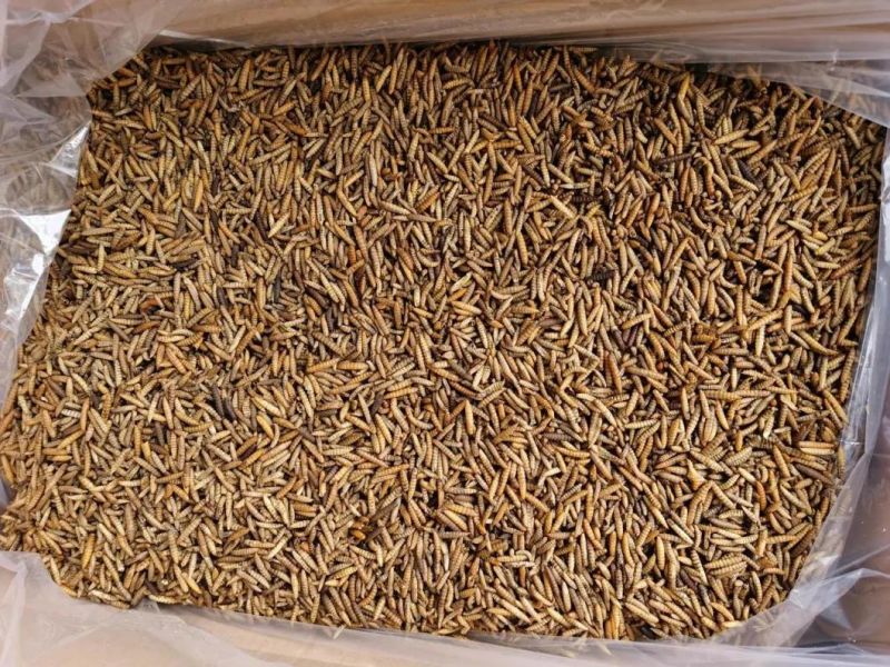 Chinese Dried Black Soldier Fly Larvae (BSFL)