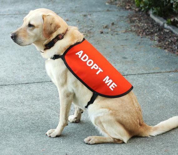 Dog Safety Yellow Reflective Vest with Leash Hole 5 Sizes