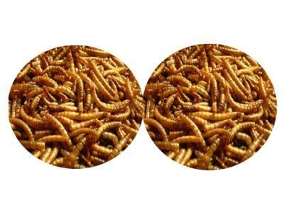 Dried Mealworms Fish Use Meal Worms Dried Bulk Chicken Feed