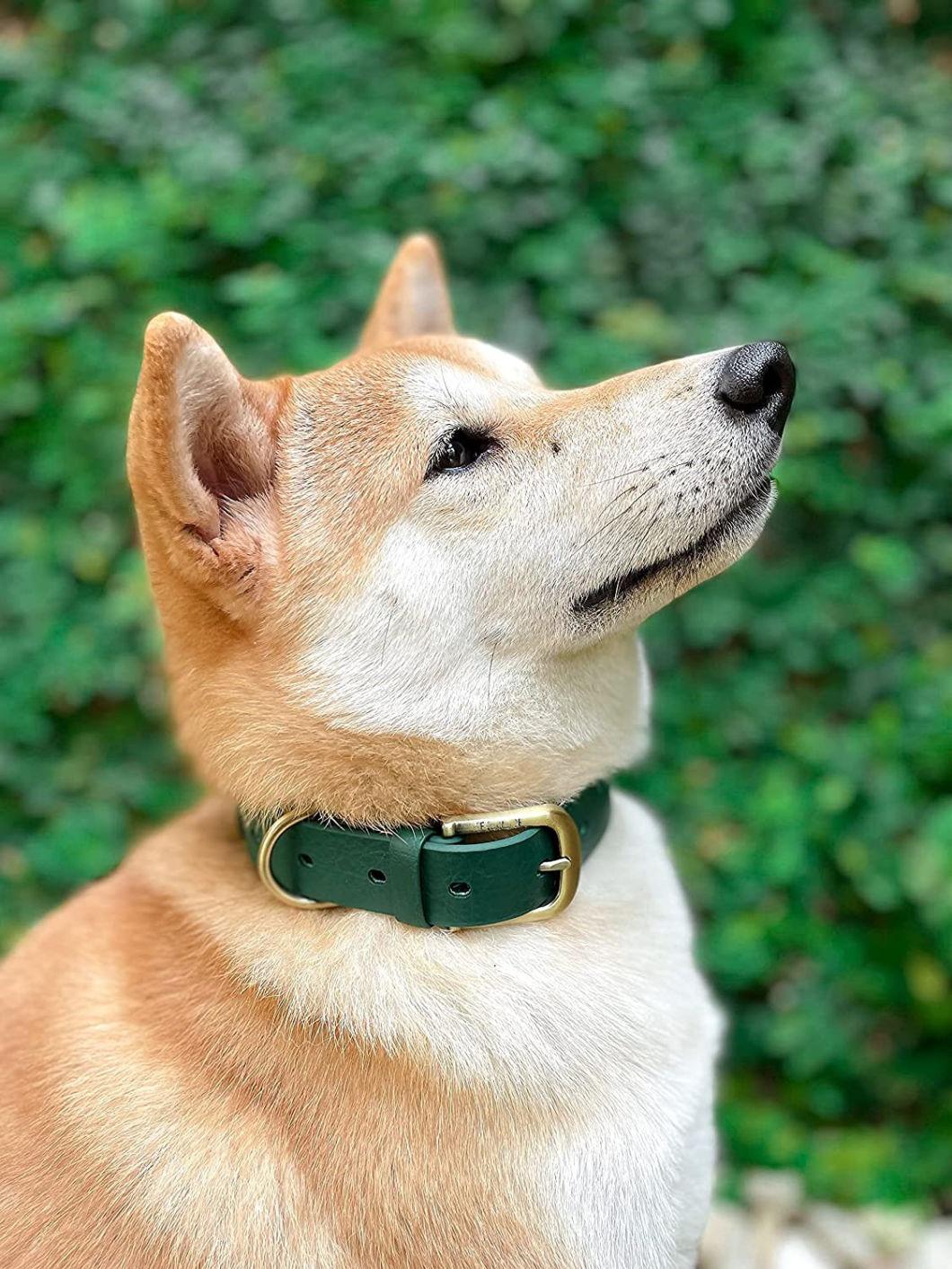 Convenient Sizes for Every Breed Waterproof Dog Collar