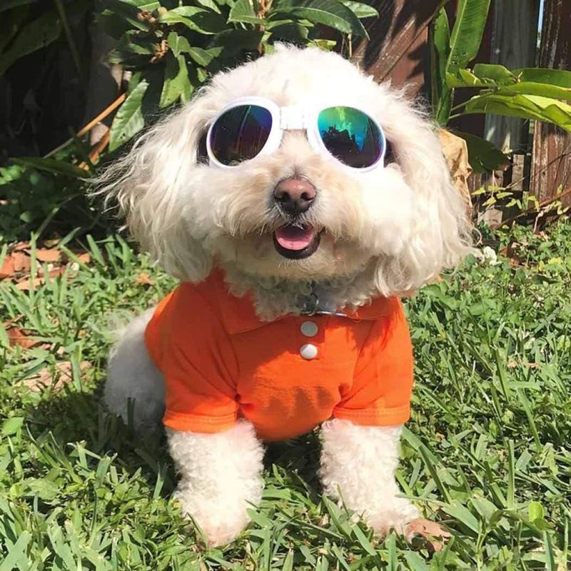 Manufacturer OEM Custom Logo Cotton Dog Clothes Pet Dog T-Shirt