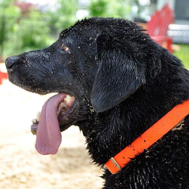 Orange 1-Inch by 22-Inch Waterproof Dog Collar