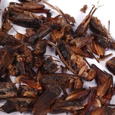 Dried Cricket From Factory Delivery
