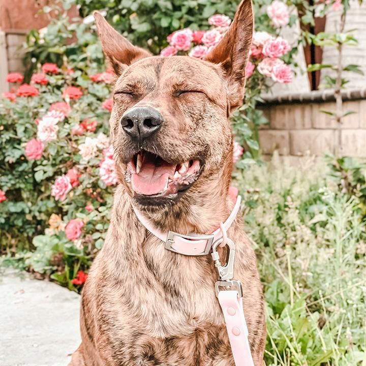 Durable Waterproof Dog Collar Leash with Fashion Design
