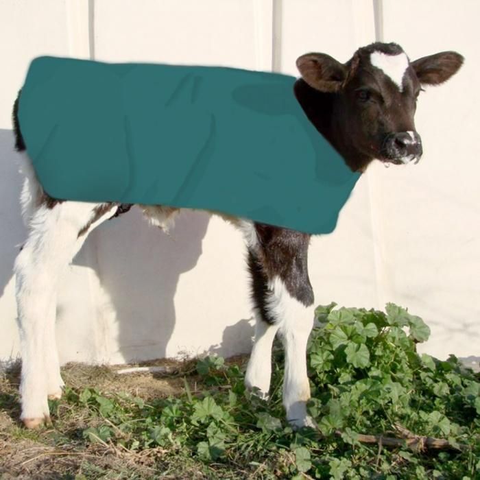 Insulated Calf Coat Calf Cover