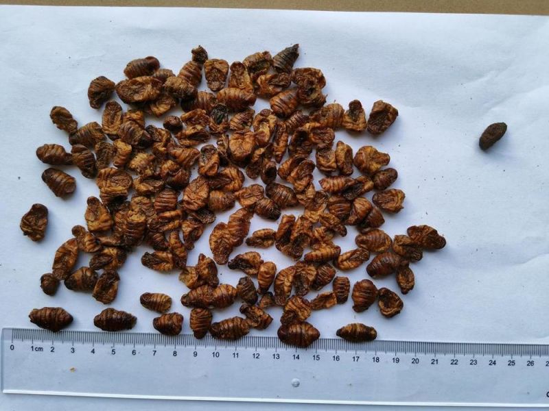 Dried Silkworm Pupae for Poultry/Aquarium Fish/Hamster/Reptiles Feeding