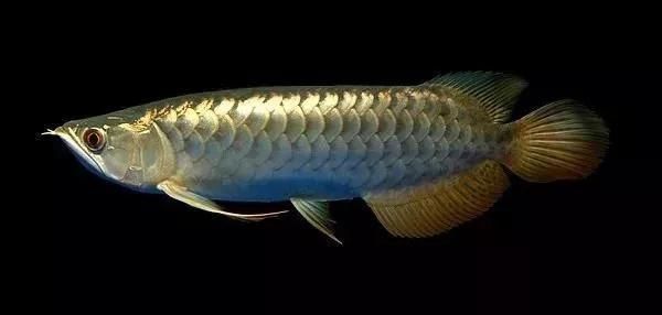 High Protein Fresh Superworm for Fish Feed Arowana Food