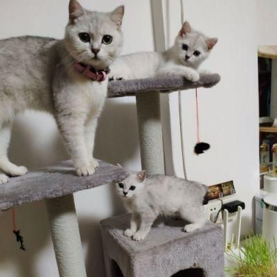 Best Selling Cat Climbing Frame Scratching Climbing Frame