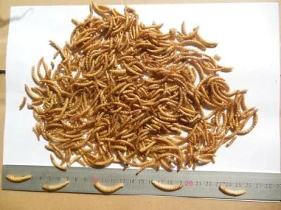 Dried Mealworms for Poultry Feed/Birds/Ornamental Fish/Reptiles