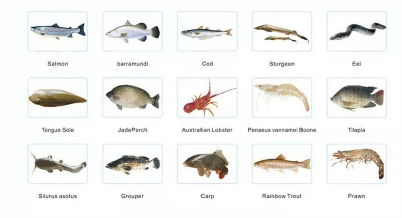 Anti-Leaking Durable PVC Tarpaulin Fish Pond Liner Plastic Fish Ponds Foldable Aquaculture Pond Tanks for Fish