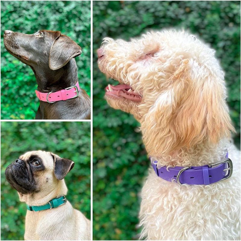 Waterproof Dog Collar with Tough Rust-Proof All Metal Hardware