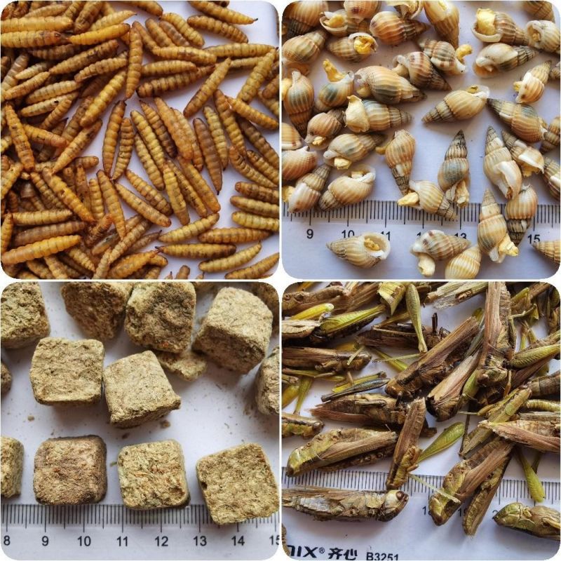 Dried Maggots for Birds and Aquarium Fish Feed