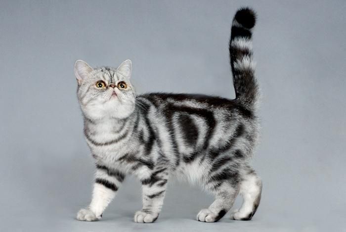 Jasmine Perfume Round Cat Litter Deodrant (003)