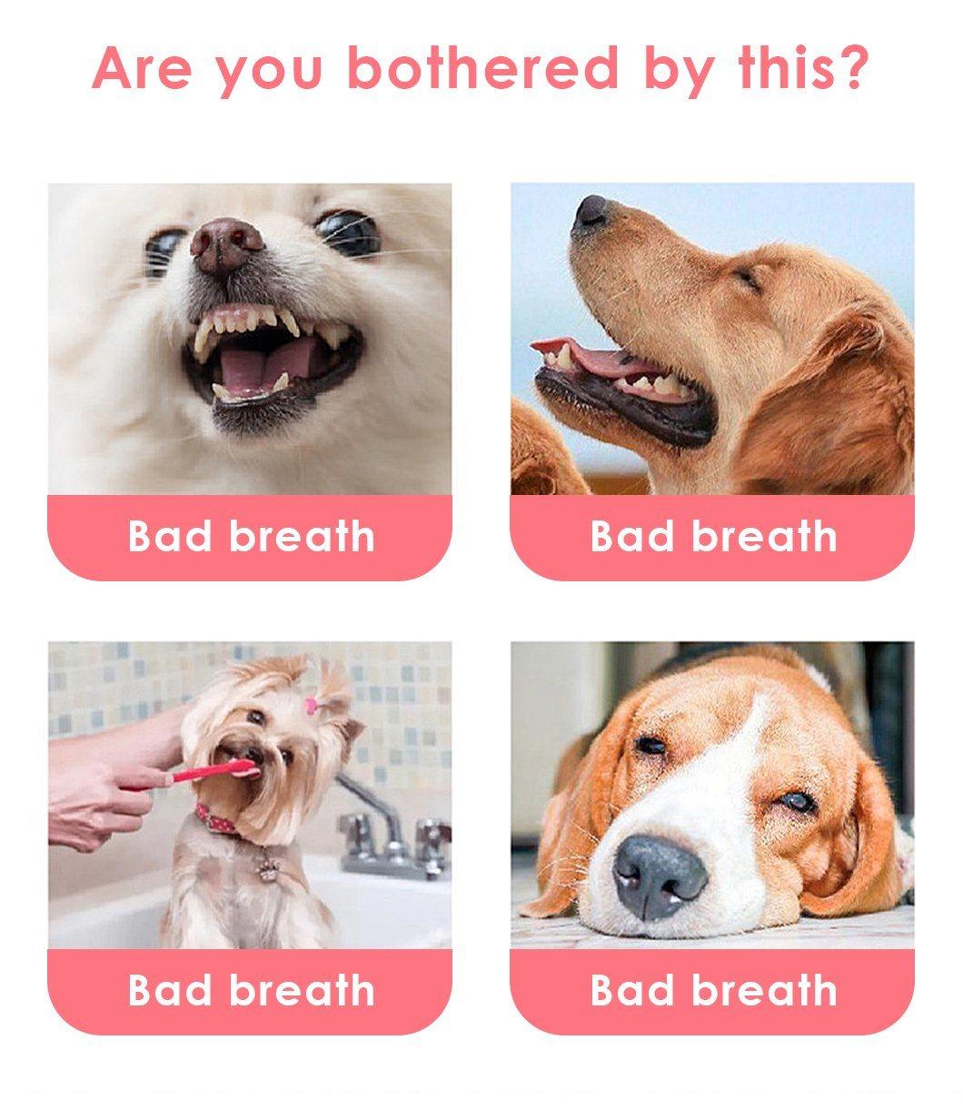 Disposable Cat Health Cleaning Product Soft Custom Pet Teeth Whitening Wipes Finger Wipes