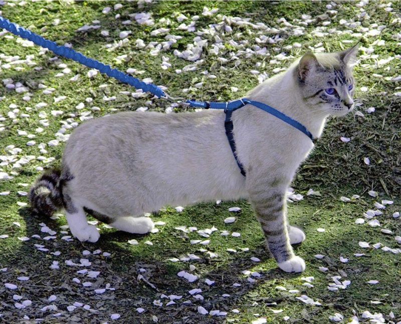 Cat Harnesses Bungee Figure 8 Style Cat Leashes Playing Outside