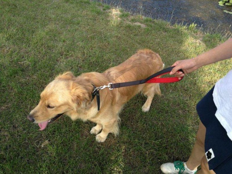 Short Dog Leash with Padded Nylon Handle Leads for Medium Large Dogs