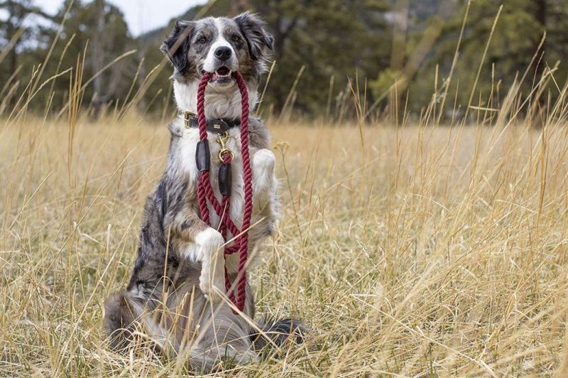 Hand Made with Elegant Details Strong Dog Lead