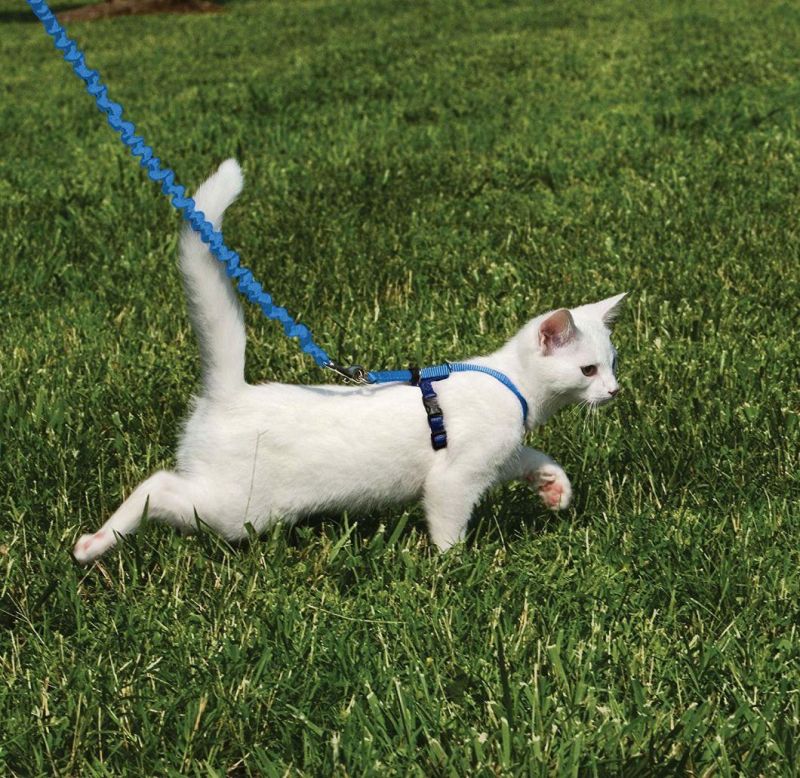 Cat Harnesses Bungee Figure 8 Style Cat Leashes Playing Outside