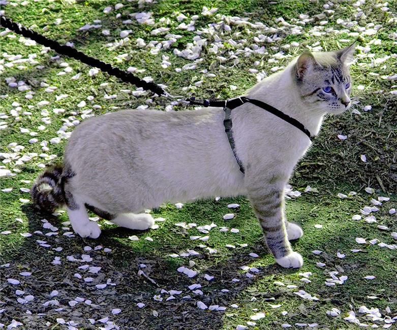 Comfortable Control Easy Walk Harness Cat Collars with Flexible Bungee Leash