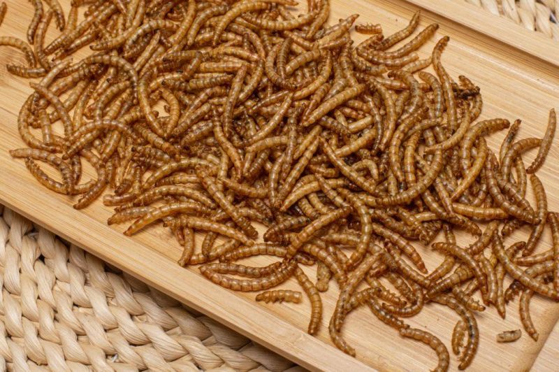 Yellow Mealworms for Wild Birds/Fish/Pets/Chicken Feed