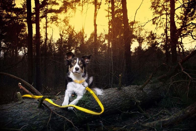 User-Friendly, Comfortable and Fully Adjustable LED Dog Collar