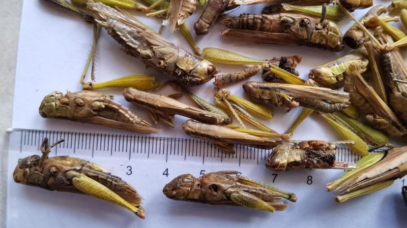 Dried Natural Locust Grasshopper for Pet Treat