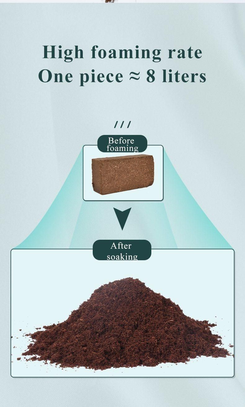 Yee Reptile Hibernation Warm Sand Nature Sand Pet Supplies