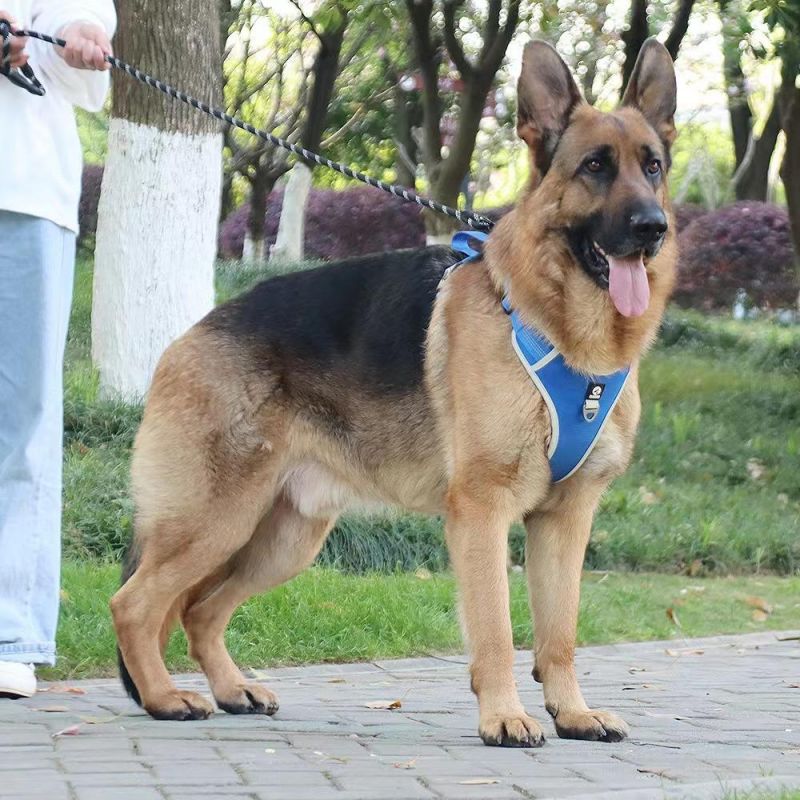Large Training Pet Harness No Pull Dog Harness with Mesh Fabric Lining
