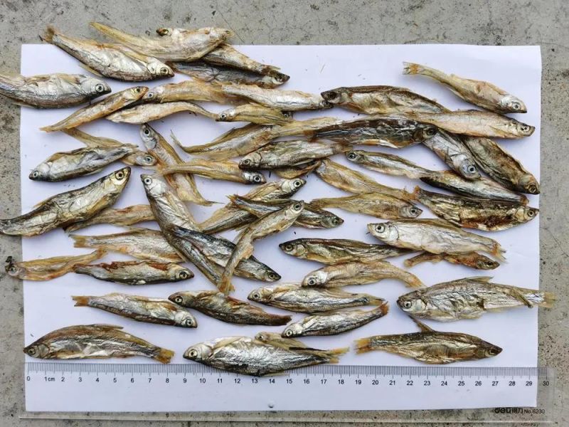 Sun Dried Small Fish for Pet Food