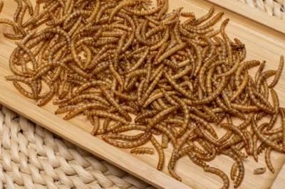 High Protein Dried Mealworm Poultry/ Wild Bird/ Fish Feed