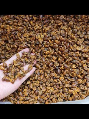 Chinese Silkworm Pupae