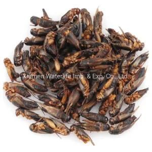 Dried Crickets for Bird and Reptile and Fish