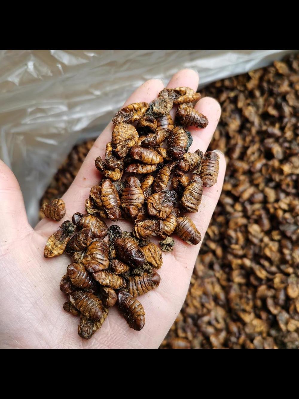 Dried Silkworm Pupae for Poultry/Aquarium Fish/Hamster/Reptiles Feeding