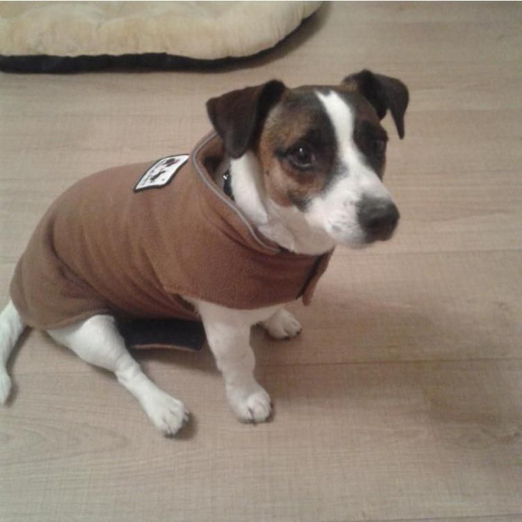Pet Clothes Autumn and Winter Dog Clothes